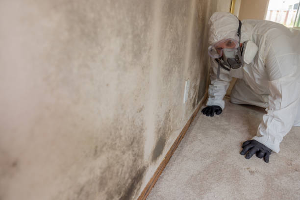 Best Mold Removal for HVAC Installations  in Mclean, VA